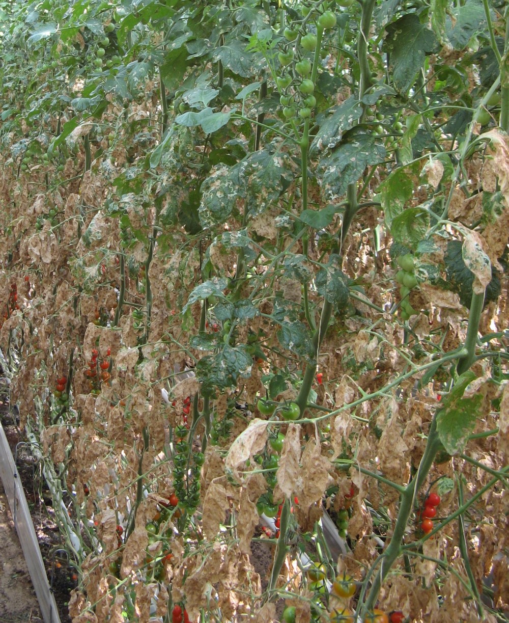 Whole crop damaged caused by Tuta absoluta. Image copyright Rob Jacobson Consultancy Ltd.